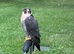 Peregrine Falcon