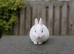 1 REW GIRL LEFT - Beautiful Pure Netherland Dwarf Baby Bunnies  ️