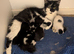 7 lovely mixed aged kittens