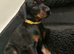 Royal KC Doberman puppies