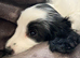 Beautiful cockapoo puppies