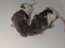 Stunning rat pups