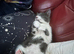 Female 11 week old kitten up for adoption
