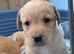 KC Labrador Retriever puppies