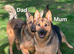Beautiful Straight Backed German Shepherds