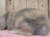 Mini lop baby boys ready now