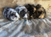 Two Pairs of Baby Male Guinea Pigs