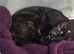Maebelle (tortoise shell x calico)