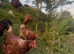 5 laying hens available for sale