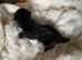 Adorable Kittens Looking for Loving Homes