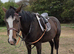 Retired Racehorses Available