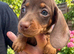 1 boy 4 girl mini dachshunds