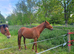 Part bred appaloosa 3 year old gelding 15.3hh