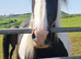 Pearl 2 year old filly for sale