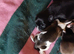 Beautiful shihzu pups