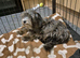 5 months old female yorkiepoo