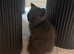 Beautiful British Shorthair Male Kitten – £250