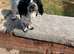 Cocker spaniel
