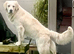 Exceptional Golden Retriever puppies