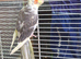 Cockatiels