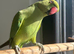 Baby ring neck talking parrot