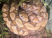 Female Retic