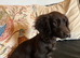 Working Cocker x Longhair Dachshund Puppies