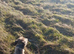 Lurcher