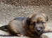 Jack Russell puppies