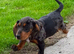 Dachshund x Cocker Spaniel