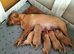 Working Fox Red Labrador retriever puppies