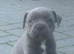 classical blue staffys