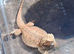 Bearded dragon