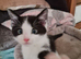LAST KITTEN AVAILABLE. Ragdoll Mix Bhs