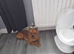 Female German Spitz