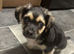 Puppy chiwhawa mix