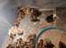 Jumbo quail  chick's and white buttons