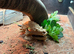 Bearded dragon with full setup/vivarium/cabinet