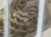 CINNAMON WINGS HEN RING NUMBER 26 BLACK RING 2025 Bred
