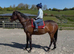 Louie 5 year old thoroughbred