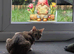 5 years female Bengal cat