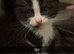 Kittens for sale