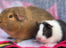 Guinea pigs gorgeous bonded boys