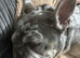 Male and female French bulldogs