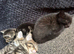 Kittens available