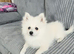 Beautiful White Female Pomeranian Puppy – £1,200