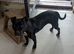 Very sweet Staffordshire bull Terrier