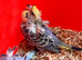 Hagoromo young budgies available