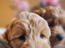 Ready, licenced, dna clear miniature cockapoo girls only!