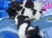 Beautiful  biewer terrier puppy